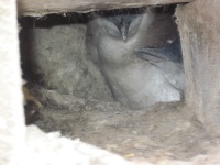 blue pengiun - momma and chick.jpg